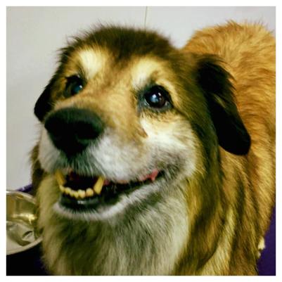 14192552_1841335106099595_8702625435725487766_n